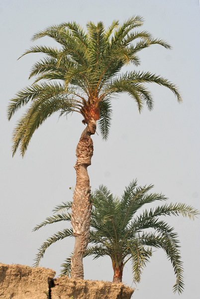 File:Chhind - Wild Date Palm (Phoenix sylvestris) tree.jpg