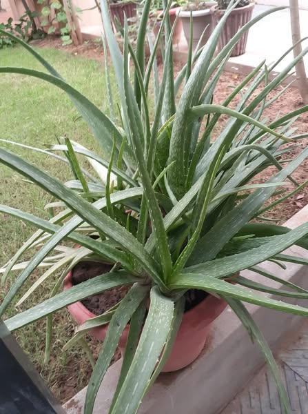 File:Aloevera-1.jpg