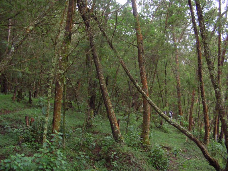 File:Nilgiri forest.jpg
