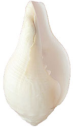 File:Shankh.jpg