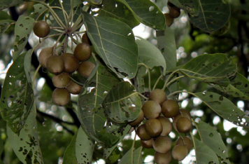File:Bahera Fruit.png