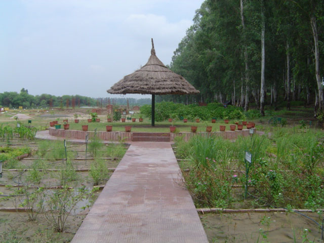 File:Inside Bhindawas Bird Sanctuary.jpg